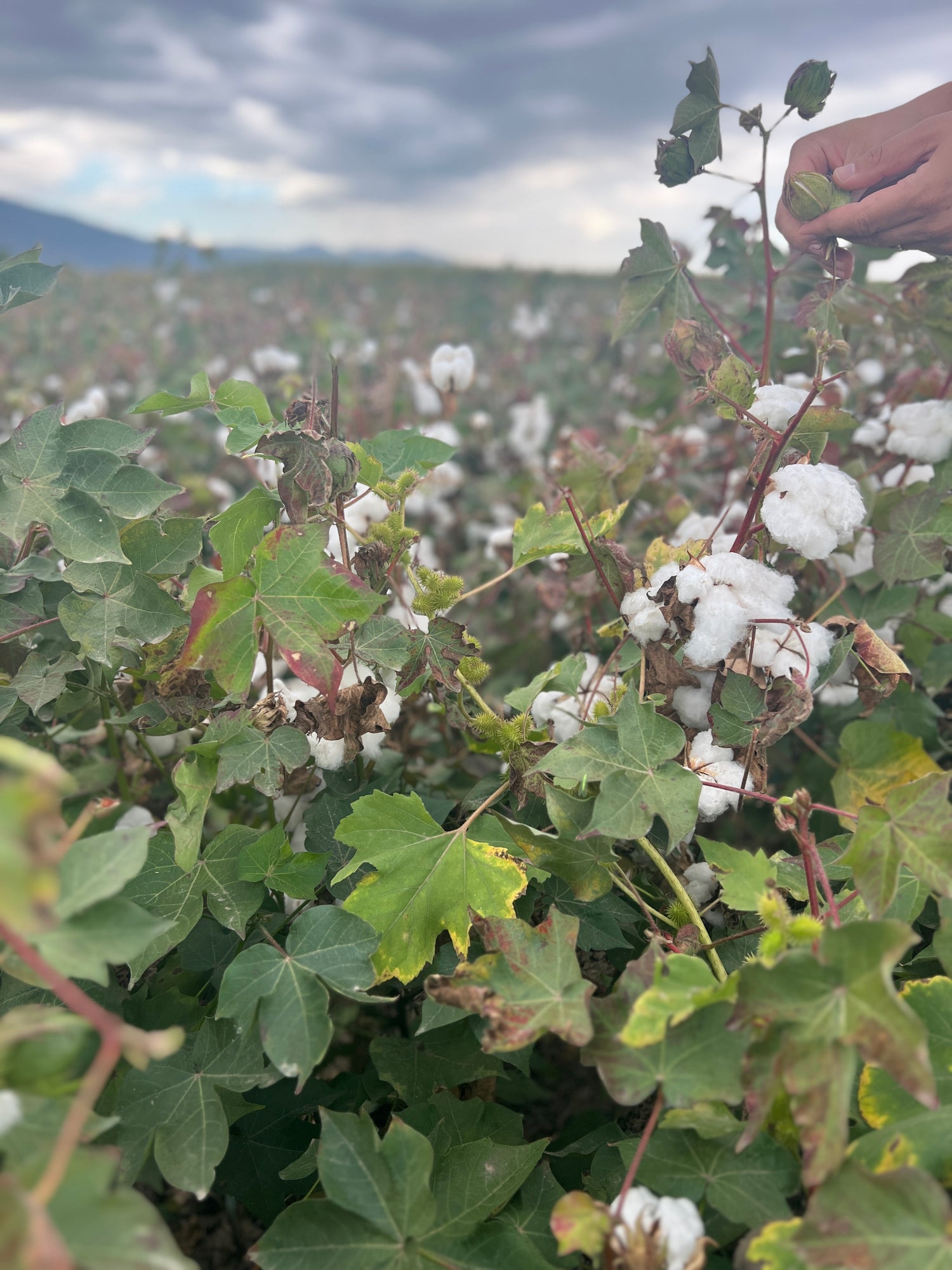 Organic Cotton Farms