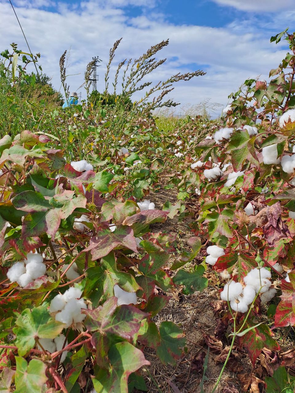Regenerative Organic Cotton Farms Izmir